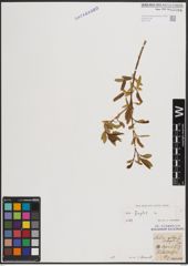 Foto von Salix fragilis L.